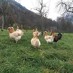 On An Organic Farm In Feriehus Hart im Zillertal