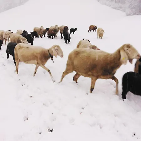 Semesterbostad On An Organic Farm In *