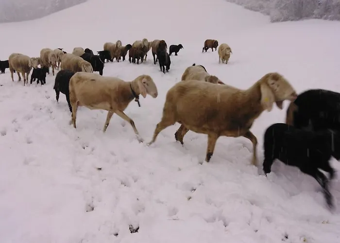 On An Organic Farm In 펜션