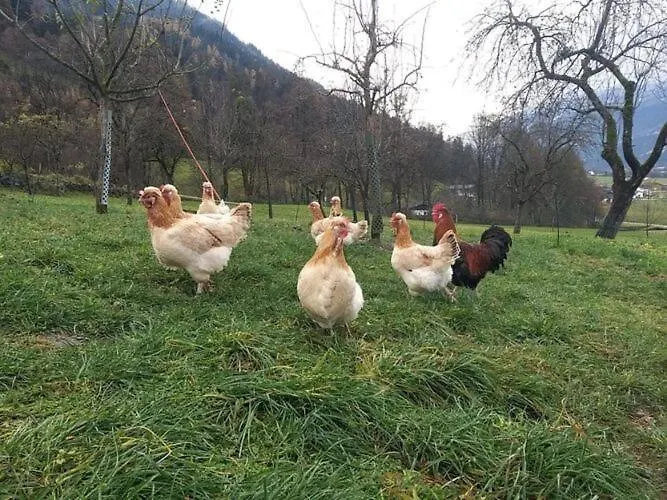 On An Organic Farm In 펜션 하르트 임 칠레르탈